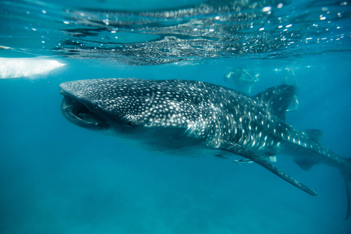 cebu oslob whale shark jetstar