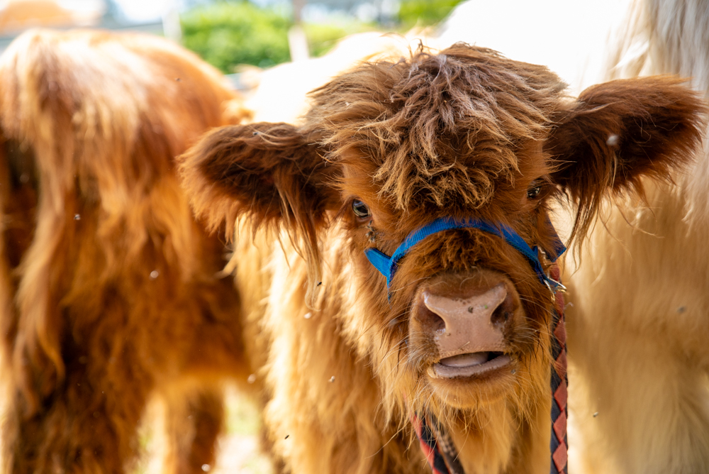 highland cow warwick celticfest