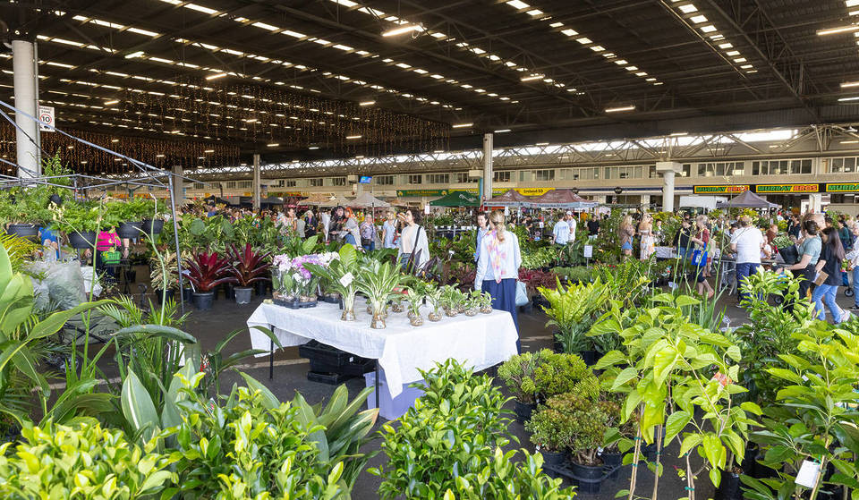 This massive plant market will make a green thumb out of you