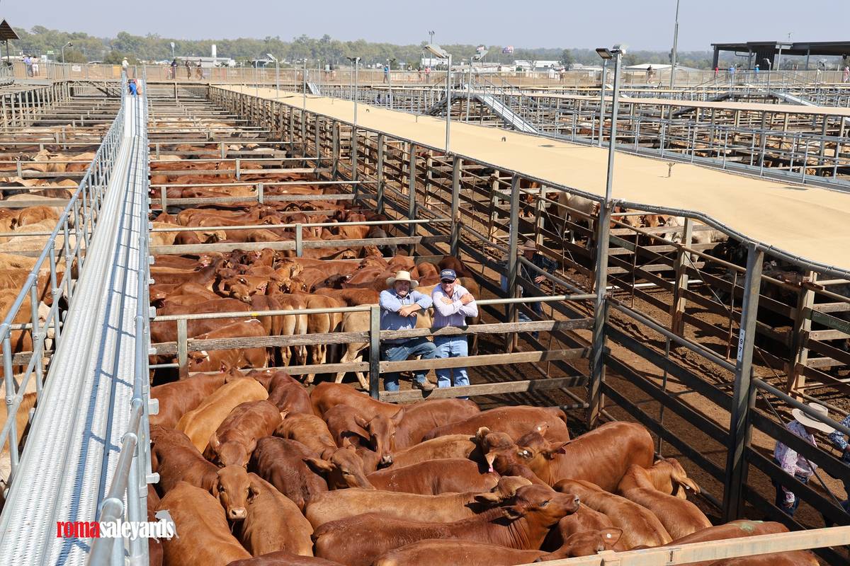 roma saleyards