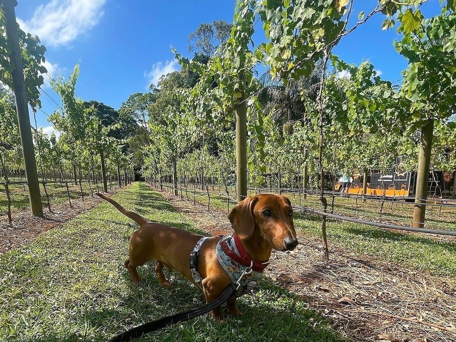peddly picnics tamborine mountain scenic rim witches falls winery dog