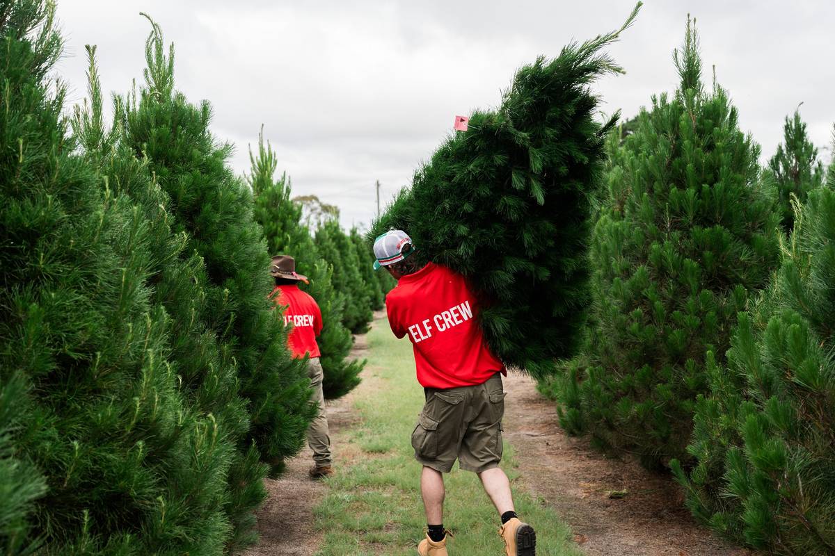 Granite Belt Christmas Farm trees