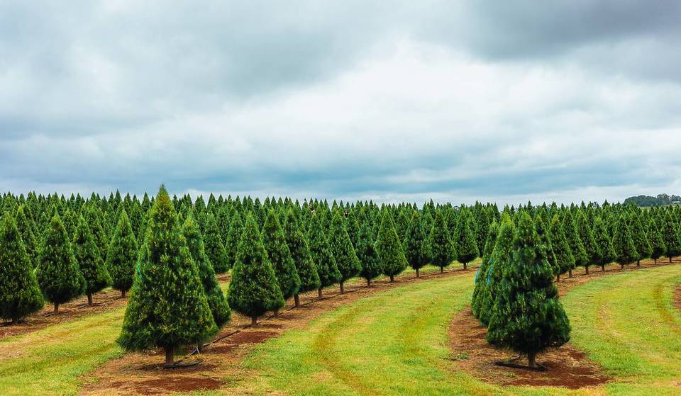 Learn How To Make A Holiday Wreath And Get A Lush Christmas Tree At This Festive Farm