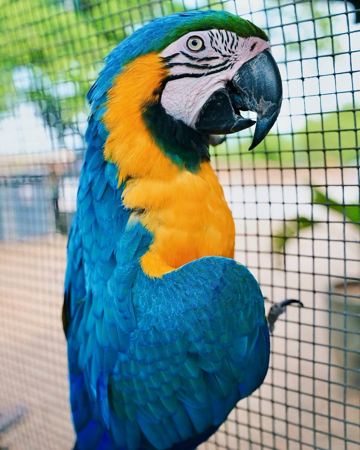 bella the macaw maleny botanic gardens and bird world