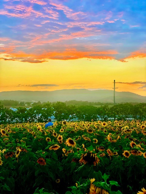 Sunflower Sue’s Sunflower Farm