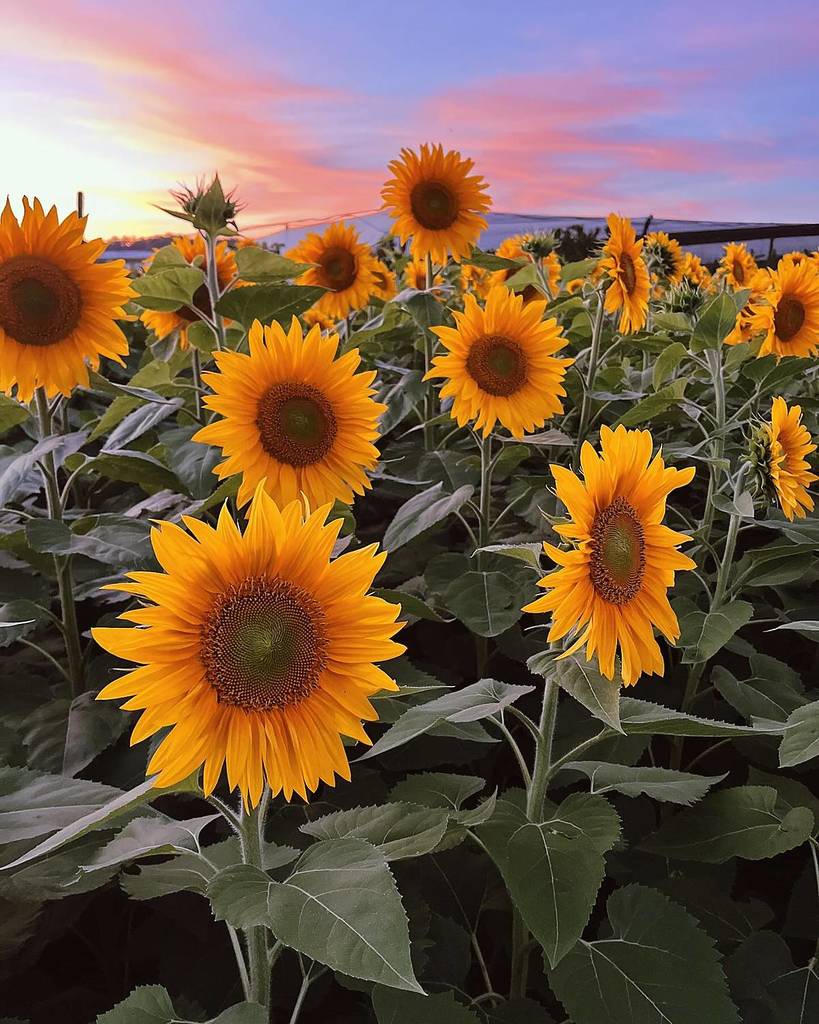 Nicoletti Orchards sunflowers sunset