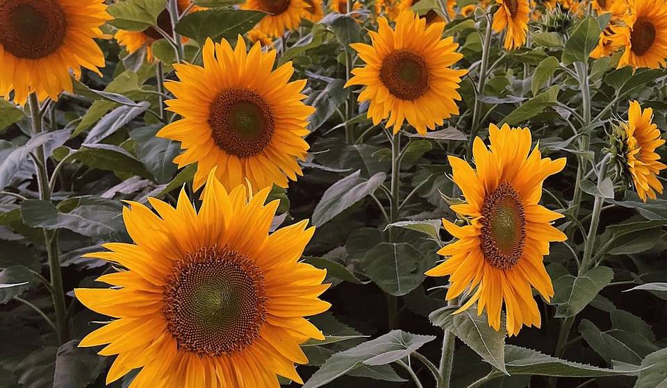 These Are The Most Instagrammable Sunflower Farms Near Brisbane To Visit This Summer