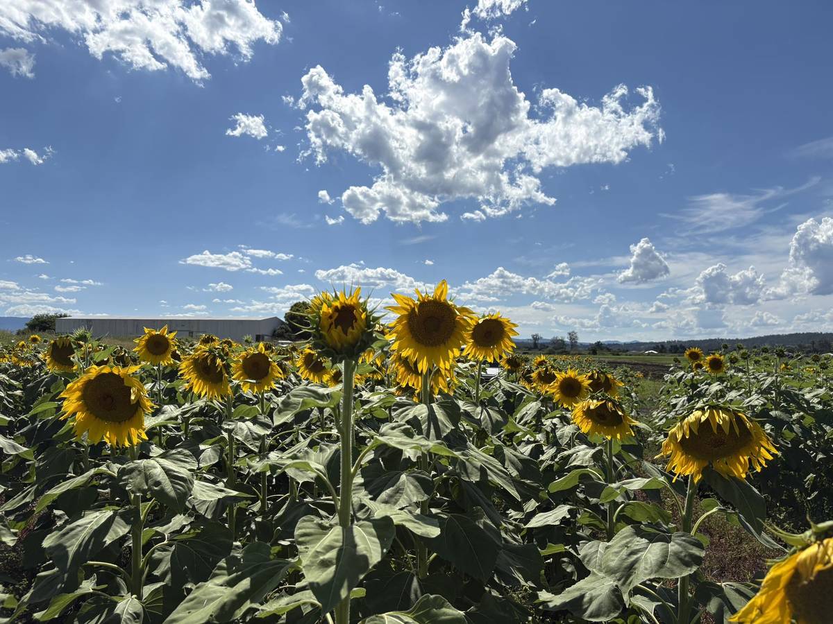 Sunflowers On Kents field