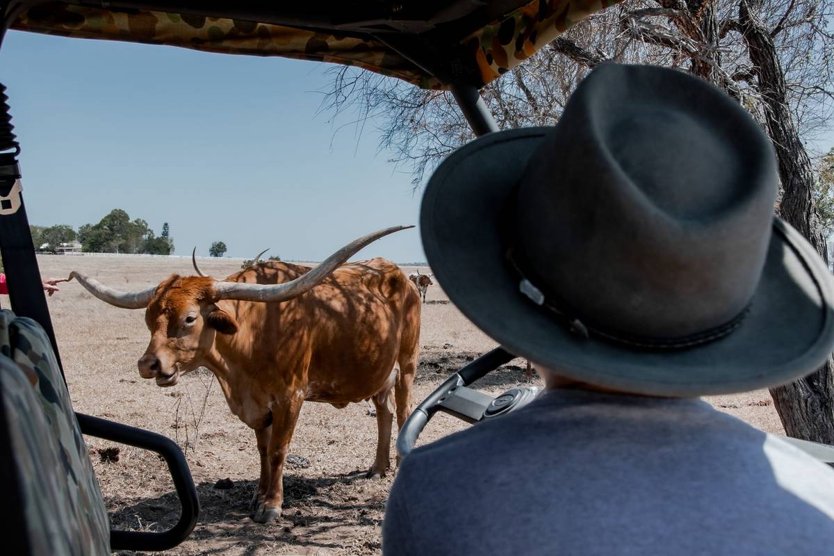 charters towers townsville texas longhorn safari
