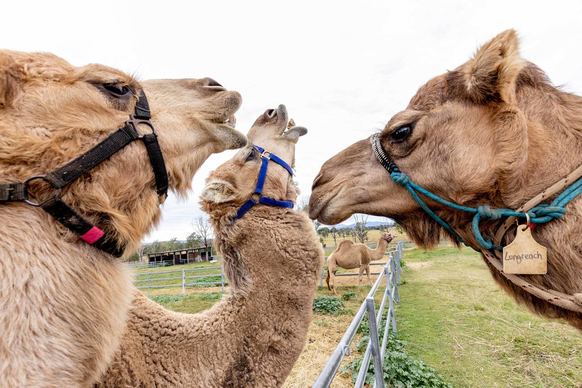 Ride a camel at this camel dairy only 1 hour from Brisbane