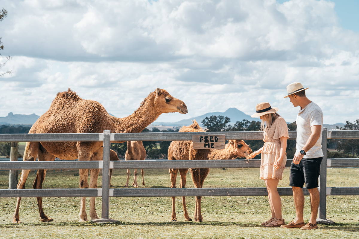 summer land camels scenic rim