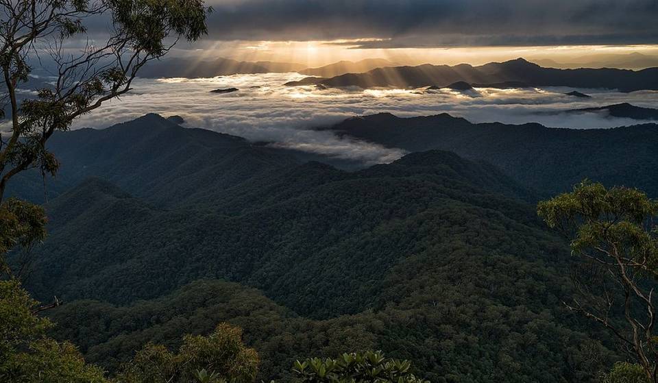 2 Hours From Brisbane: This UNESCO World Heritage Site Is The Largest Subtropical Rainforest On Earth