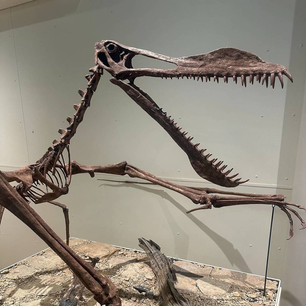 dinosaur fossil dinosaur experiences australia