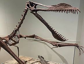Queensland Is Hosting Its First-Ever Dinosaur Week This Year — With A Dinosaur Trail, Fossil Digs &amp; More