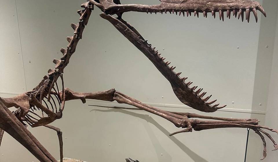 Queensland Is Hosting Its First-Ever Dinosaur Week This Year — With A Dinosaur Trail, Fossil Digs &amp; More
