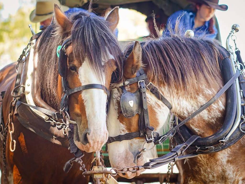 darling downs heavy horse festival
