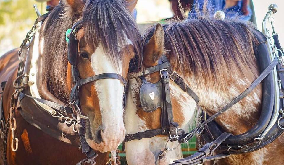 The Original Horsepower: ‘Best Little Town On The Downs’ Is Celebrating Horses With Parades, A Traditional Pie Cart &amp; Exciting Competitions