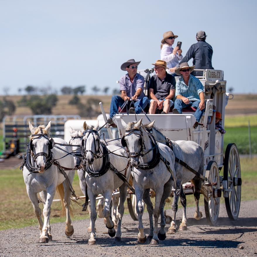 darling downs heavy horse festival