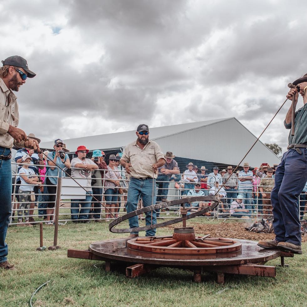 darling downs heavy horse festival