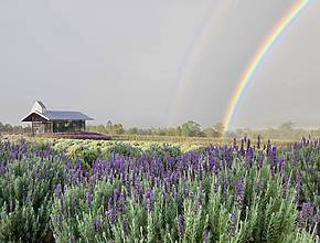 You Won’t Believe This Is In Queensland — The Hidden Lavender Farm In The Scenic Rim That Feels Like Provence