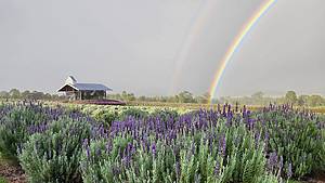You won’t believe this is in Queensland: The hidden lavender farm in the Scenic Rim that feels like Provence