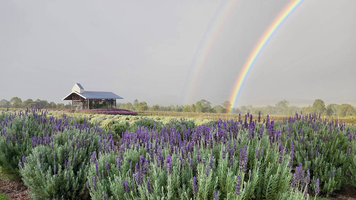 You won’t believe this is in Queensland: The hidden lavender farm in the Scenic Rim that feels like Provence