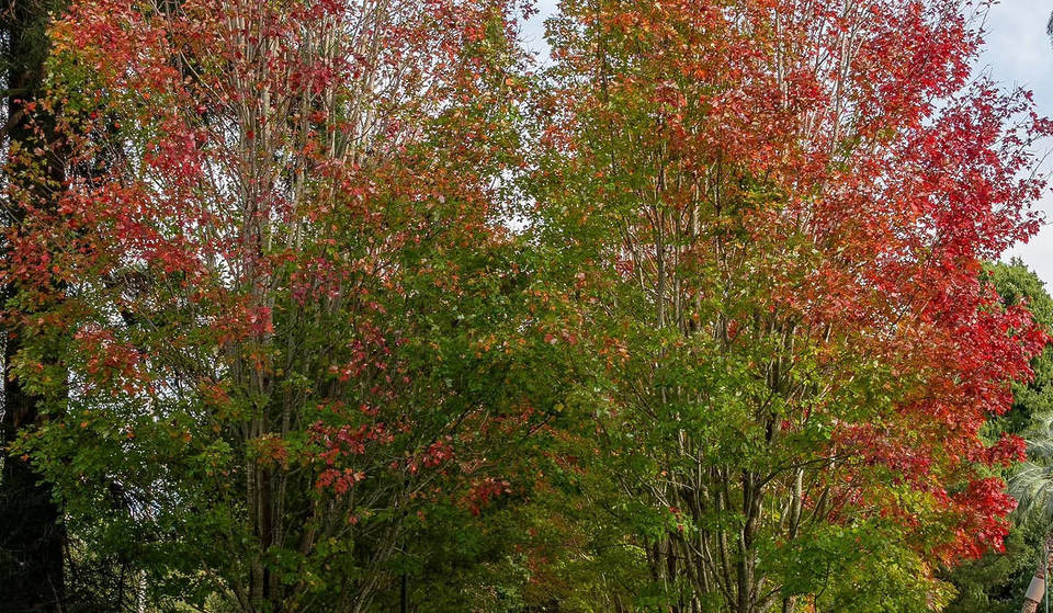 Forget The Carnival Of Flowers: Why This Is The Most Stunning Season To Visit Toowoomba (And The Best Spots To See The Leaves Turn)