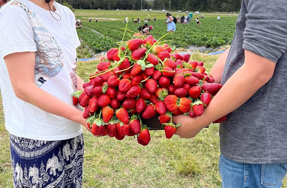 oasis berries pyo strawberries