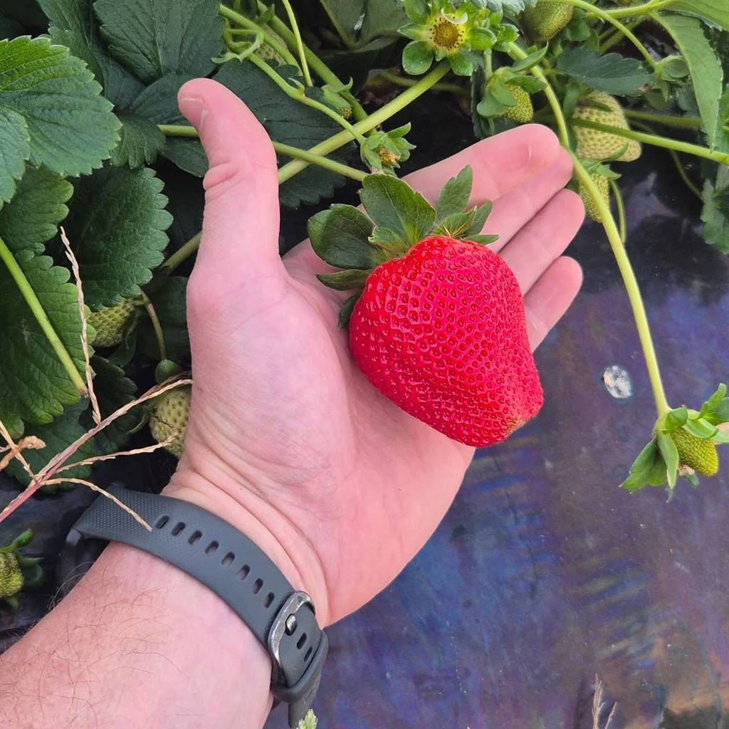 Pick your own strawberries and try homemade ice cream at these stunning farms near Brisbane