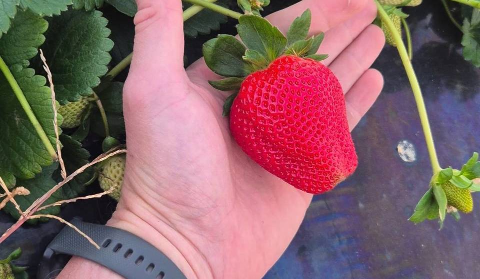 Pick your own strawberries and try homemade ice cream at these stunning farms near Brisbane