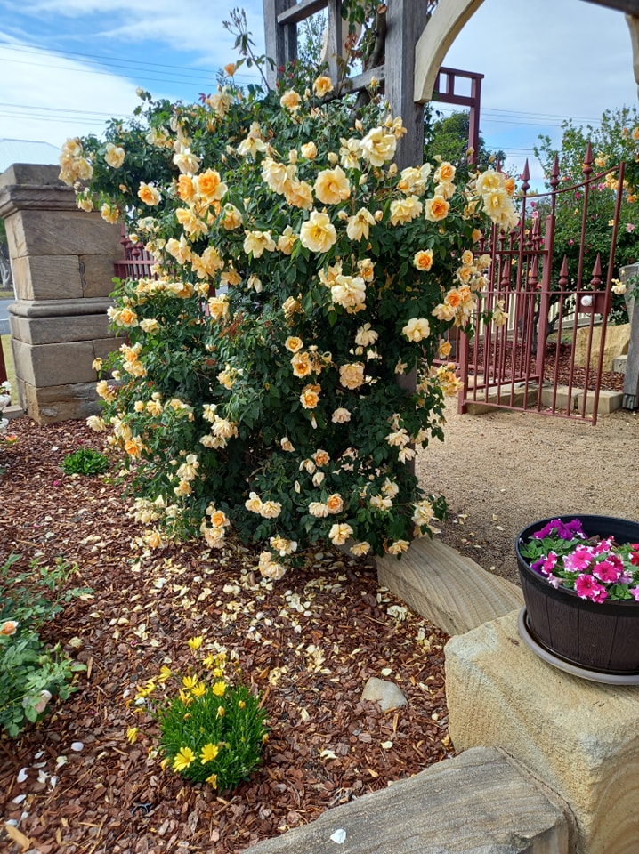 roses warwick and district historical museum