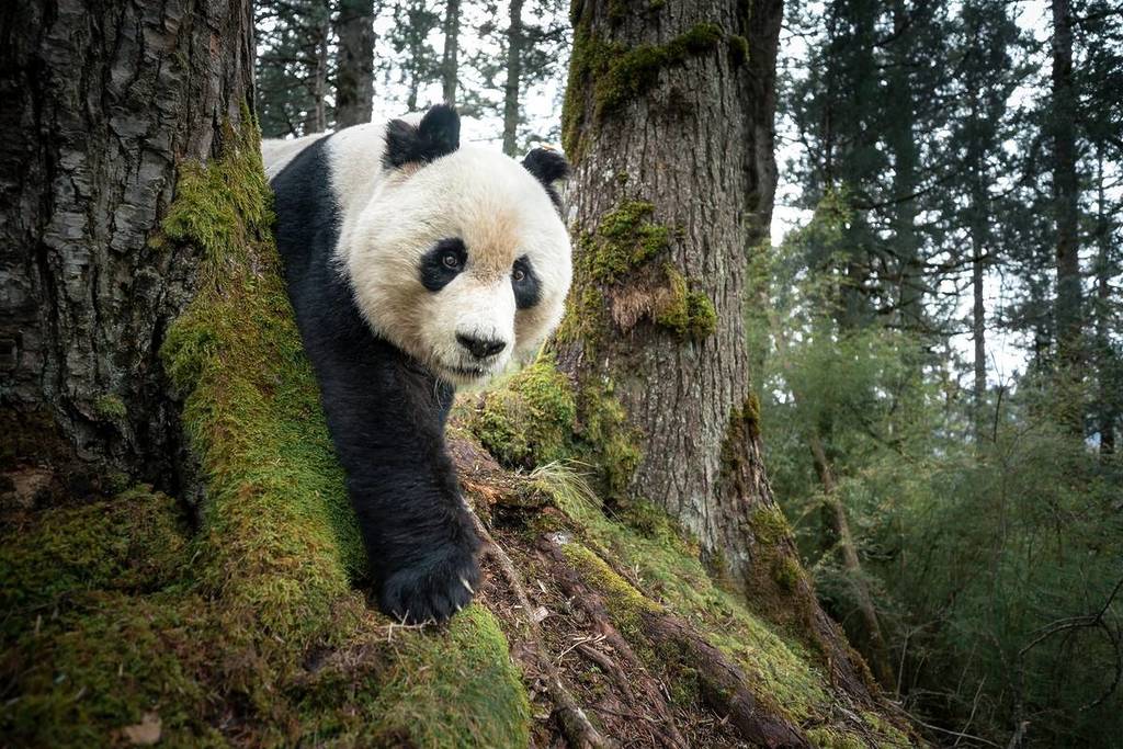 Mountain Resident of Wanglang world press exhibition 2026