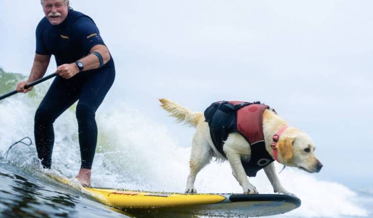 From jet skis to mountain hikes: This adorable dog film festival is coming to Brisbane