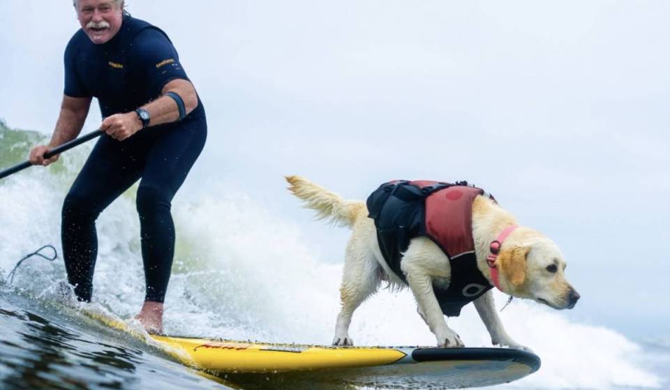 From jet skis to mountain hikes: This adorable dog film festival is coming to Brisbane