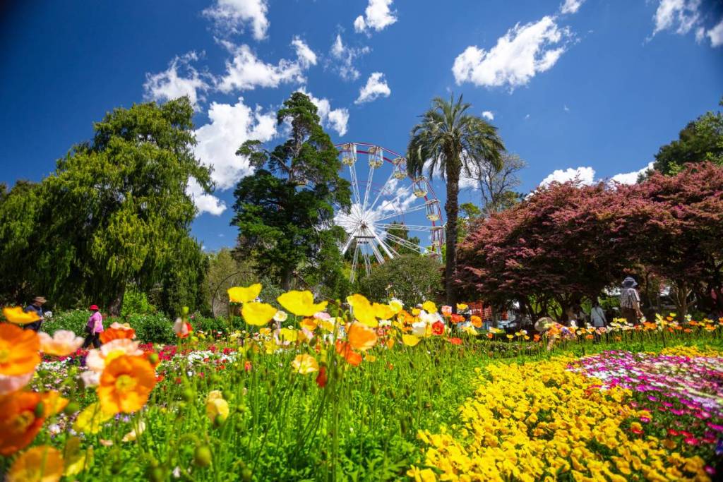 Over 190,000 flowers will transform Toowoomba for a 17-day spring festival