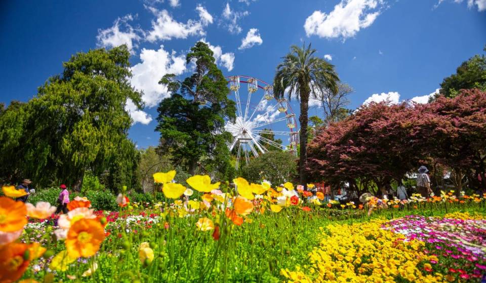 Over 190,000 flowers will transform Toowoomba for a 17-day spring festival