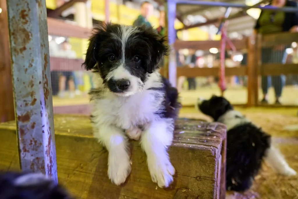 ekka animal nursery