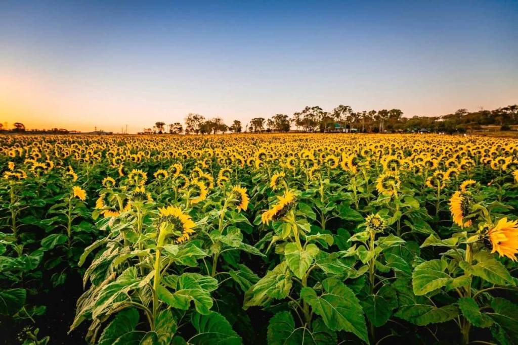 These are the most Instagrammable sunflower farms near Brisbane to visit this summer