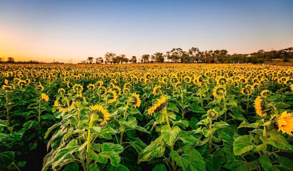 These are the most Instagrammable sunflower farms near Brisbane to visit this summer