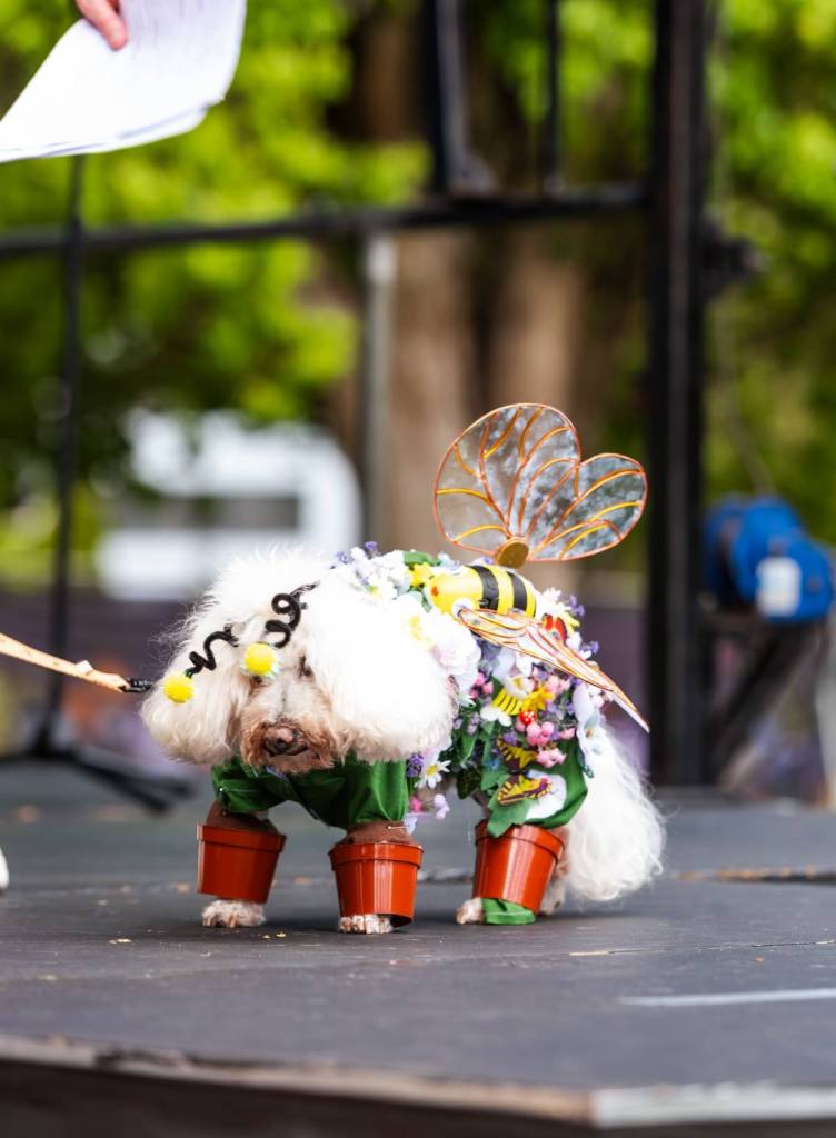 paw parade toowoomba carnival of flowers