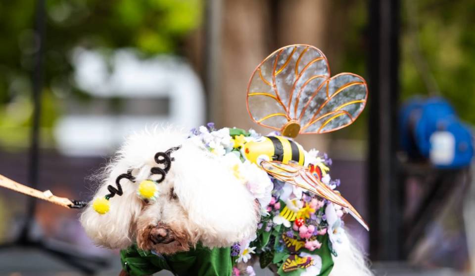 Toowoomba’s fluffiest event is returning to Queens Park: What to know about the Carnival of Flowers Paw Parade