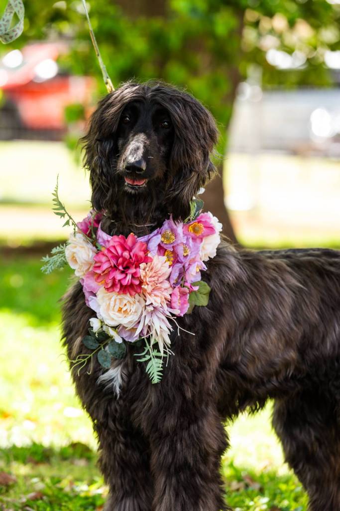paw parade toowoomba carnival of flowers