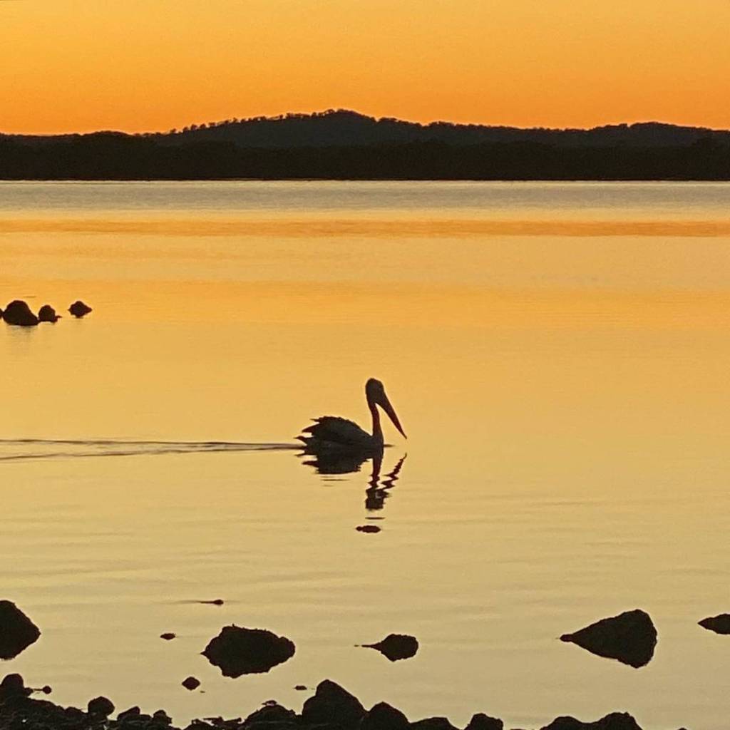 redland bay Point Talburpin pelican