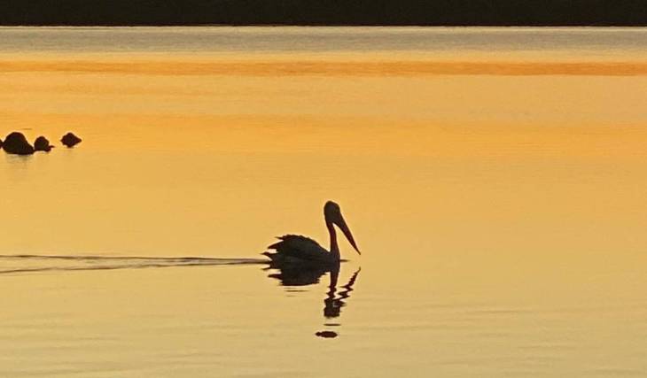 These two Redland Bay scenic walks offer sweeping ocean views, dog-friendly parks and pelican spotting along the shore