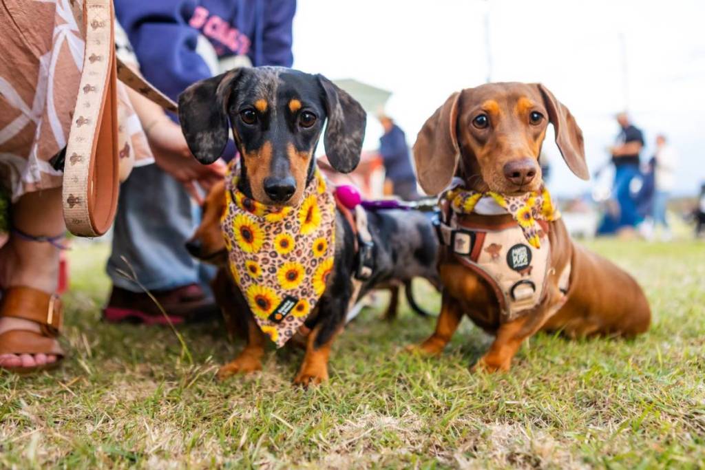 Laidley Spring Festival dogs