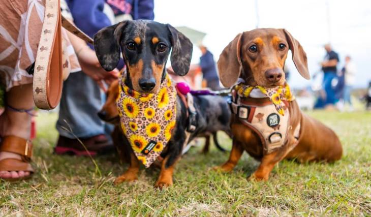 The ‘crown jewel’ of spring festivals returns with a street parade, live music, and an appearance by Bluey and Bingo