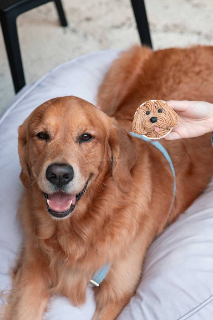 pupcake and sip brisbane Women-Only Dog Club