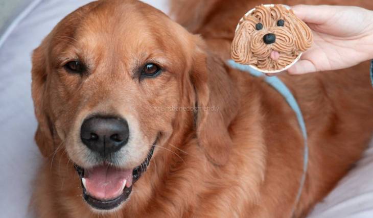 A women-only Pupcake & Sip event is coming to Wynnum – featuring custom dog cupcake decorating, boutique wine, charcuterie and dedicated dog nannies