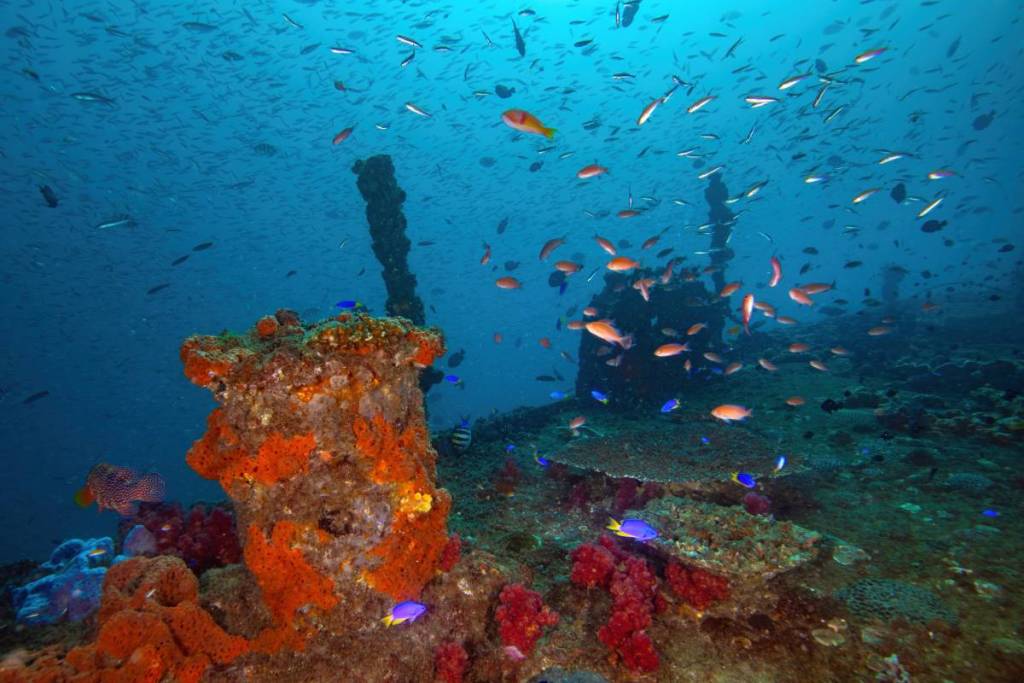 hmas brisbane artificial reef