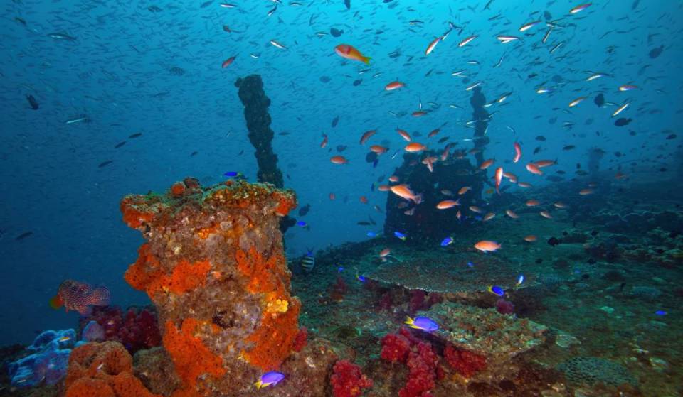 In 2005, Queensland submerged a 138-metre naval warship off Moreton Bay — today, the former HMAS Brisbane is a massive 28-metre deep artificial reef